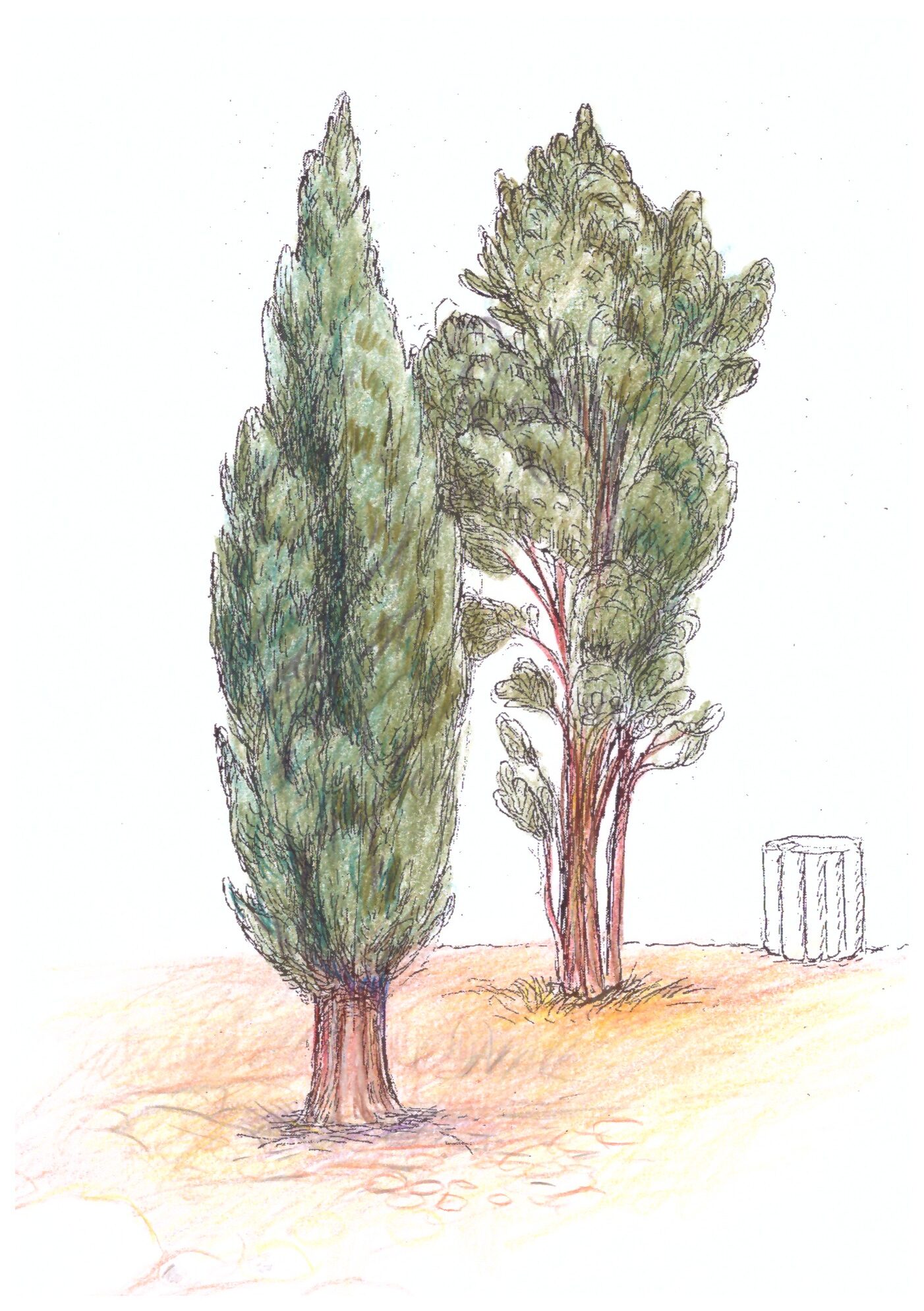 Gefleckte Golddistel