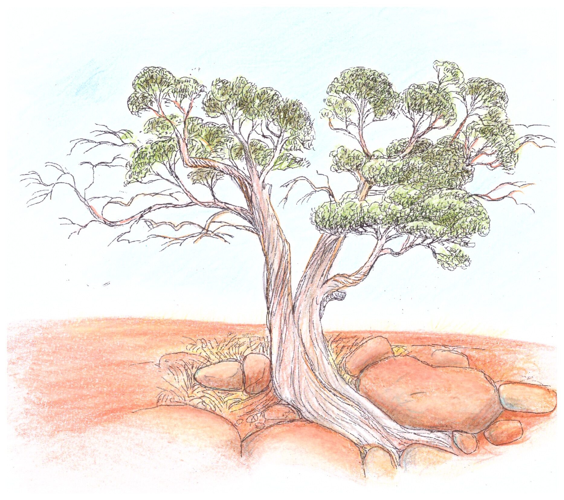 Phönizischer Wacholder